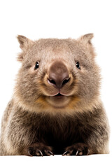 close up of a wombat isolated on a transparent background