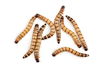 Worms larvae zophobas isolated on white background. Food for exotic animals. Top view. Flat lay