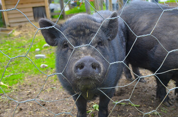*Schwein*