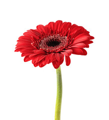 Red gerbera flower isolated on transparent background. Gerbera flower head for your design.