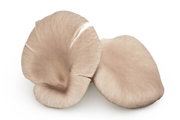 Oyster mushrooms isolated on white background with full depth of field