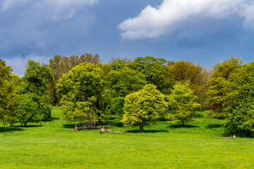 Obraz na płótnie Canvas Trees in English parkland lit by sun with dark stormy clouds behind