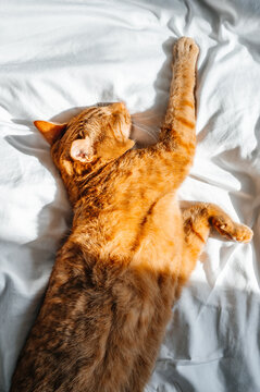 Cute ginger cat sleeps on white bed under the duvet