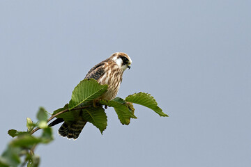 Red-footed falcon (Falco vespertinus)