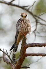 Red-footed falcon (Falco vespertinus)