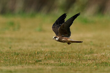 Red-footed falcon (Falco vespertinus)