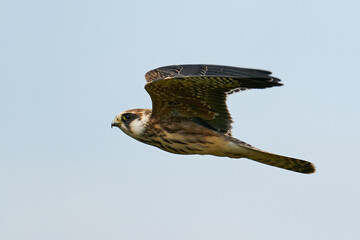 Red-footed falcon (Falco vespertinus)