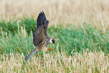 Red-footed falcon (Falco vespertinus)