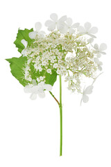 Viburnum flower isolated on a white background