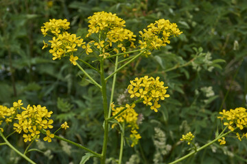 Obraz premium Barbarea (lat. Barbarea) blooms on a meadow. Summer.
