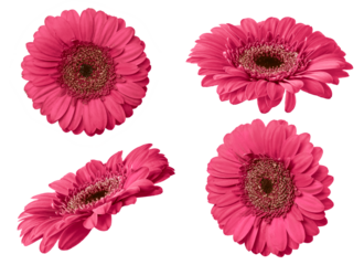 Pink gerbera flower isolated on transparent background. Set of Gerbera flowers for your design.