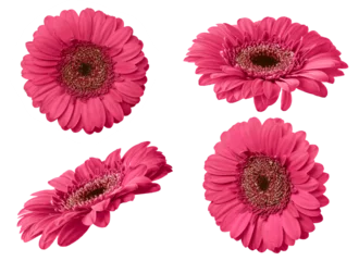 Poster Pink gerbera flower isolated on transparent background. Set of Gerbera flowers for your design. © Inna Dodor