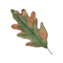 Wilting oak leaf. Hand-drawn watercolor illustration.