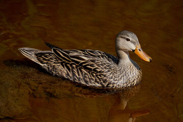 duck on the water