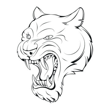 Puma. Vector illustration of a sketch cougar. Roaring american mountain lion wild cat head. Sport team puma mascot, mountain lion animal
