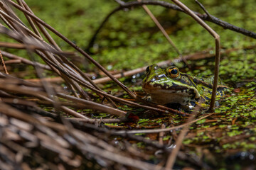 Kleiner Frosch schaut aus dem Wasser