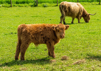 Highland cattle in field with the young calf facing the camera