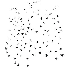 Silhouette sketch of a flock of flying birds, flight in different positions. Takeoff, flying, flight, flutter, hover, soaring, landing