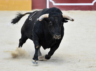a serious bull with big horns in spain