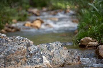 stream in the forest