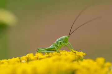 grasshopper on the grass