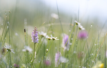 natural meadow with wild orchid in the morning dew, shallow depth of field