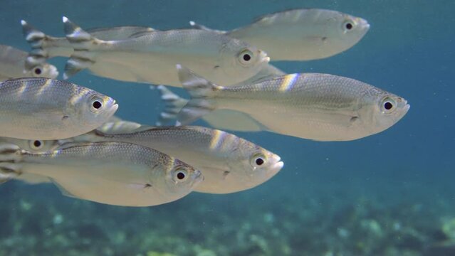 Close-up, school of Barred flagtail, Fiveband flagtail or Five-bar flagtail (Kuhlia mugil) swims on shallow water on sunny day in sunbeams, Slow motion