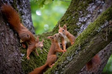 Schilderijen op glas Eichhörnchenfamilie © OliverHaja
