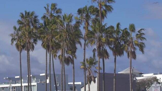 Palm trees near Venice Beach