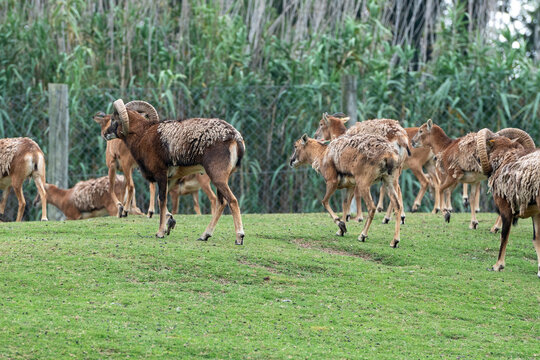 Herds of animals in the Parque Zoologico Lecoq in the capital of Montevideo in Uruguay