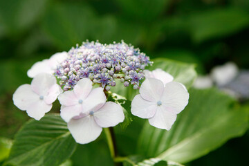 紫陽花　