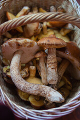 mushroom, food, isolated, white, edible, fungus, brown, nature