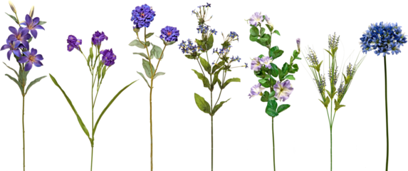 set of flowers on transparent background