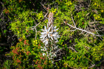 Close up of a White Asphodel flower in bloom in Marseille's Calanques - 610080392