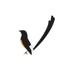 Murai batu bird vector illustration