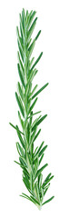 png rosemary tree branch on clear background