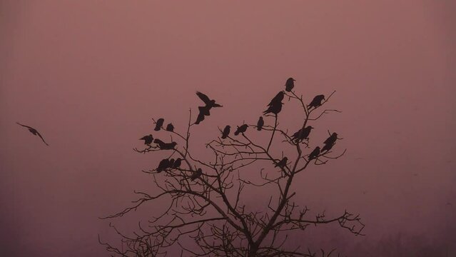 flying crows from a tree at dusk
