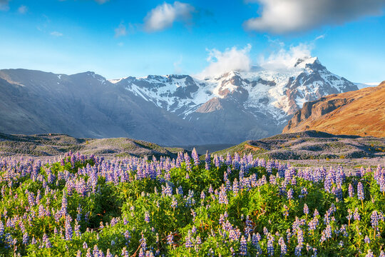 Breathtaking view of typical Icelandic landscape with field of blooming lupine flowers next to the mountains. © pilat666