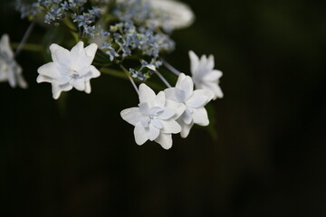 紫陽花