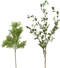 Obraz premium set of plants on transparent background