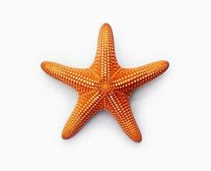 Orange starfish, isolated on white background