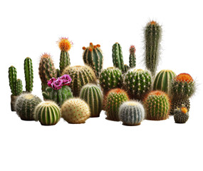 Fototapeta premium Set of Cactus cereus isolated on the transparent background PNG. AI generative.