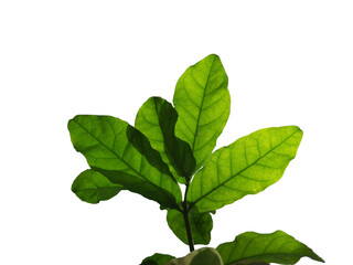 Transparent png of leaves
