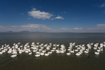 Fototapeta na wymiar Pelicans in Mexico