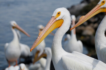 Pelicans in Mexico