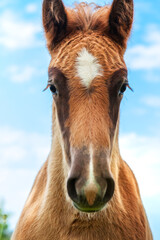 Portrait of a foal, close-up of the head of a young horse, against a clear blue sky. One-year-old red foal, grazing alone in the pasture, clear summer weather, blue sky.