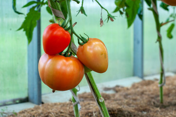 red tomato ripening on vine in garden