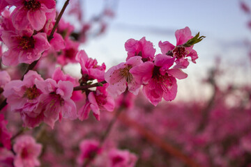 Peach Blossom in Spain