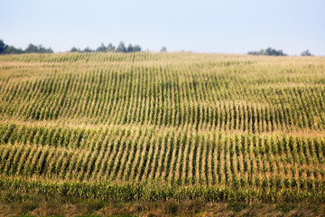 Fototapeta na wymiar Agricultural corn field extending to the horizon, at sunset, general plan.