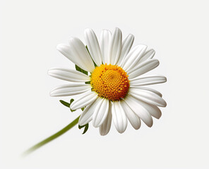 Chamomile flower on white background